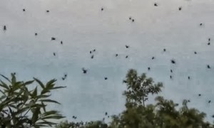 Falling Spiders