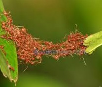 Ants using their bodies to create a bridge