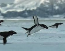 CGI flying penguins