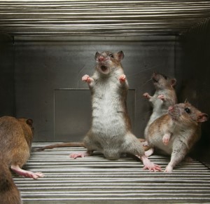 Rats acting stupid