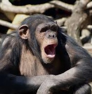 Chimp yawning