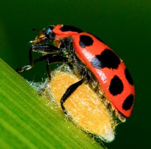 Ladybug sitting on wasp cocoon