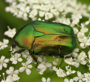 scarbaeid beetle
